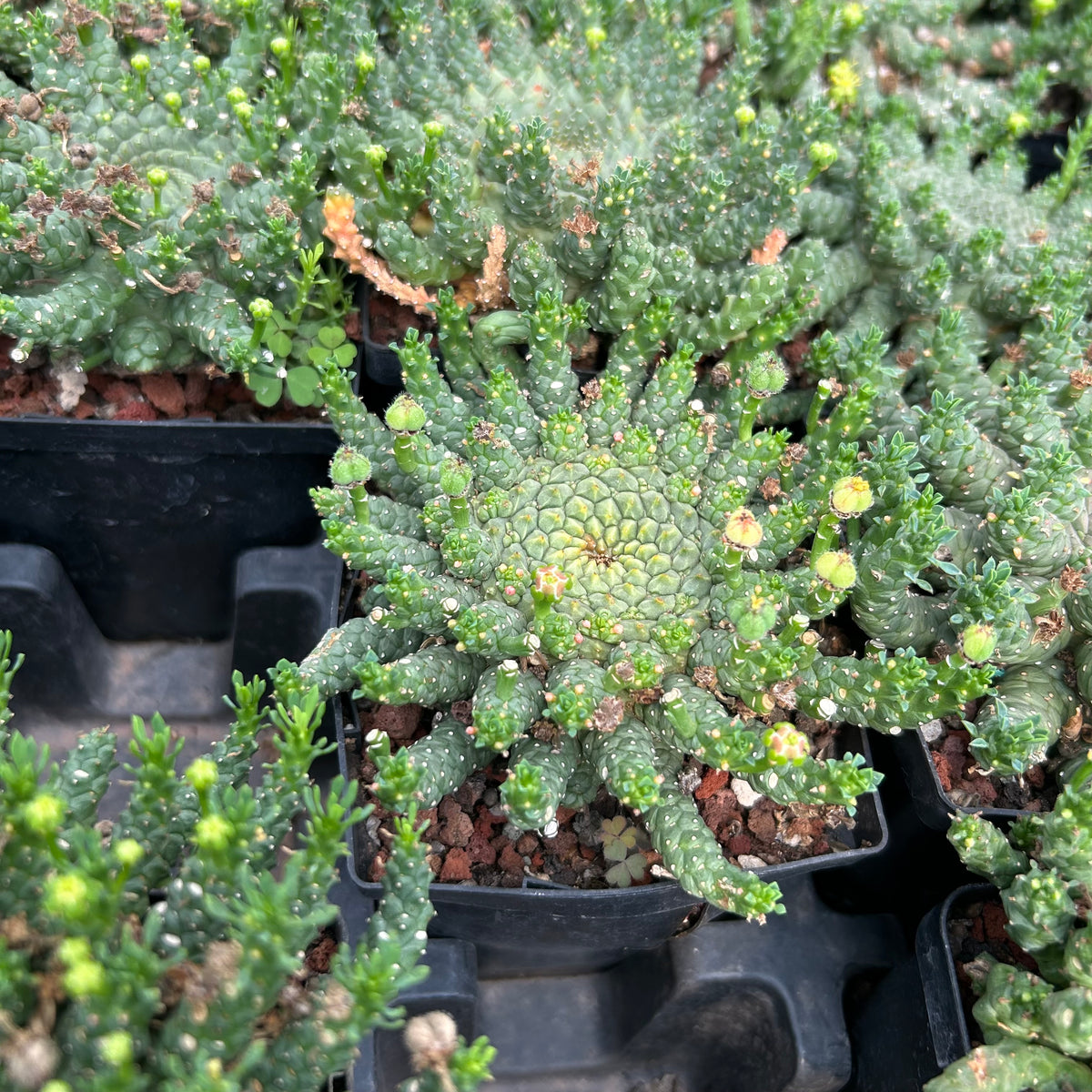 Euphorbia brevirama-Euphorbia-W8-12cm-image-4