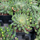 Euphorbia brevirama-Euphorbia-W8-12cm-image-4