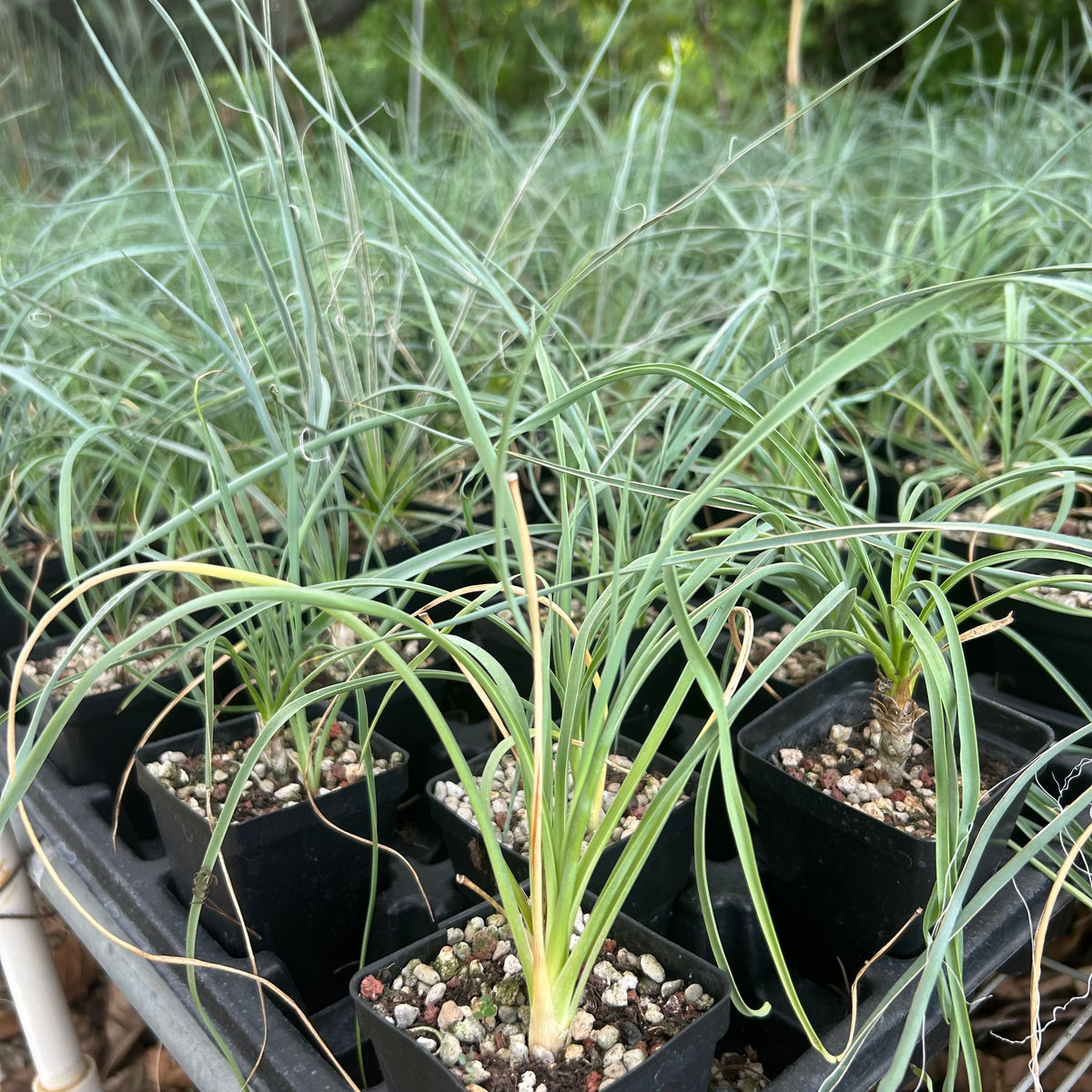 Yucca elata-Yucca-W1-1.5cm-image-2