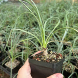 Yucca elata-Yucca-W1-1.5cm-image-5