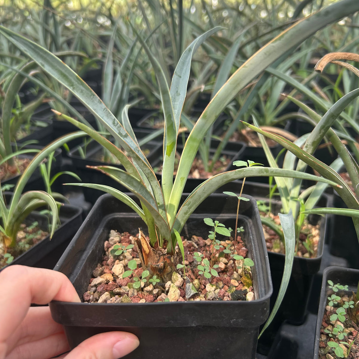 Yucca baccata ssp. baccata-Yucca-W1.5-2cm-image-2