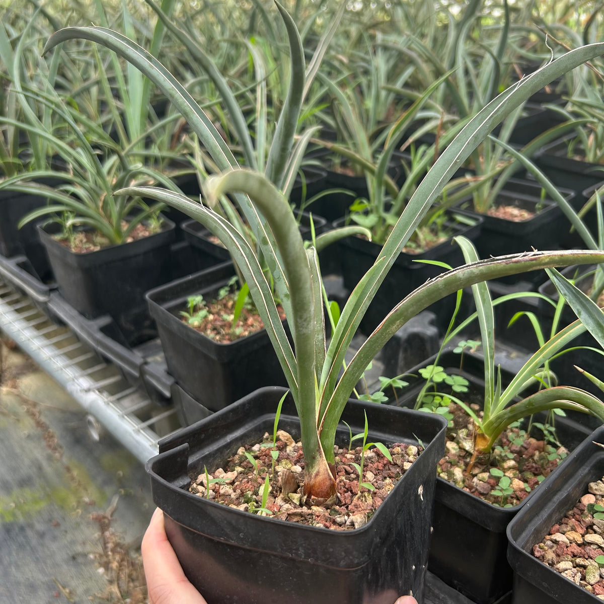 Yucca baccata ssp. baccata-Yucca-W1.5-2cm-image-3