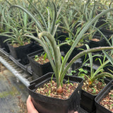 Yucca baccata ssp. baccata-Yucca-W1.5-2cm-image-3