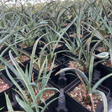 Yucca baccata ssp. baccata-Yucca-W1.5-2cm-image-7