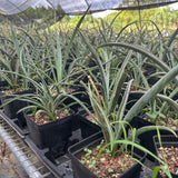 Yucca baccata ssp. baccata-Yucca-W1.5-2cm-image-5
