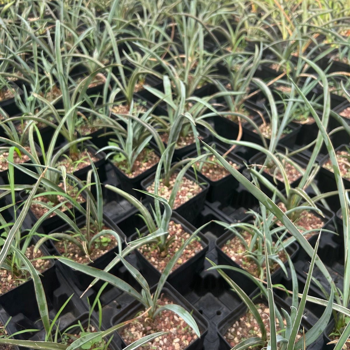 Yucca baccata ssp. baccata-Yucca-W1.5-2cm-image-6