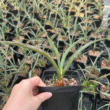 Yucca baccata ssp. baccata-Yucca-W1.5-2cm-image-4