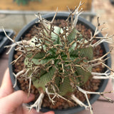 Euphorbia valida-Euphorbia-W4-5CM&W6-7CM-image-1