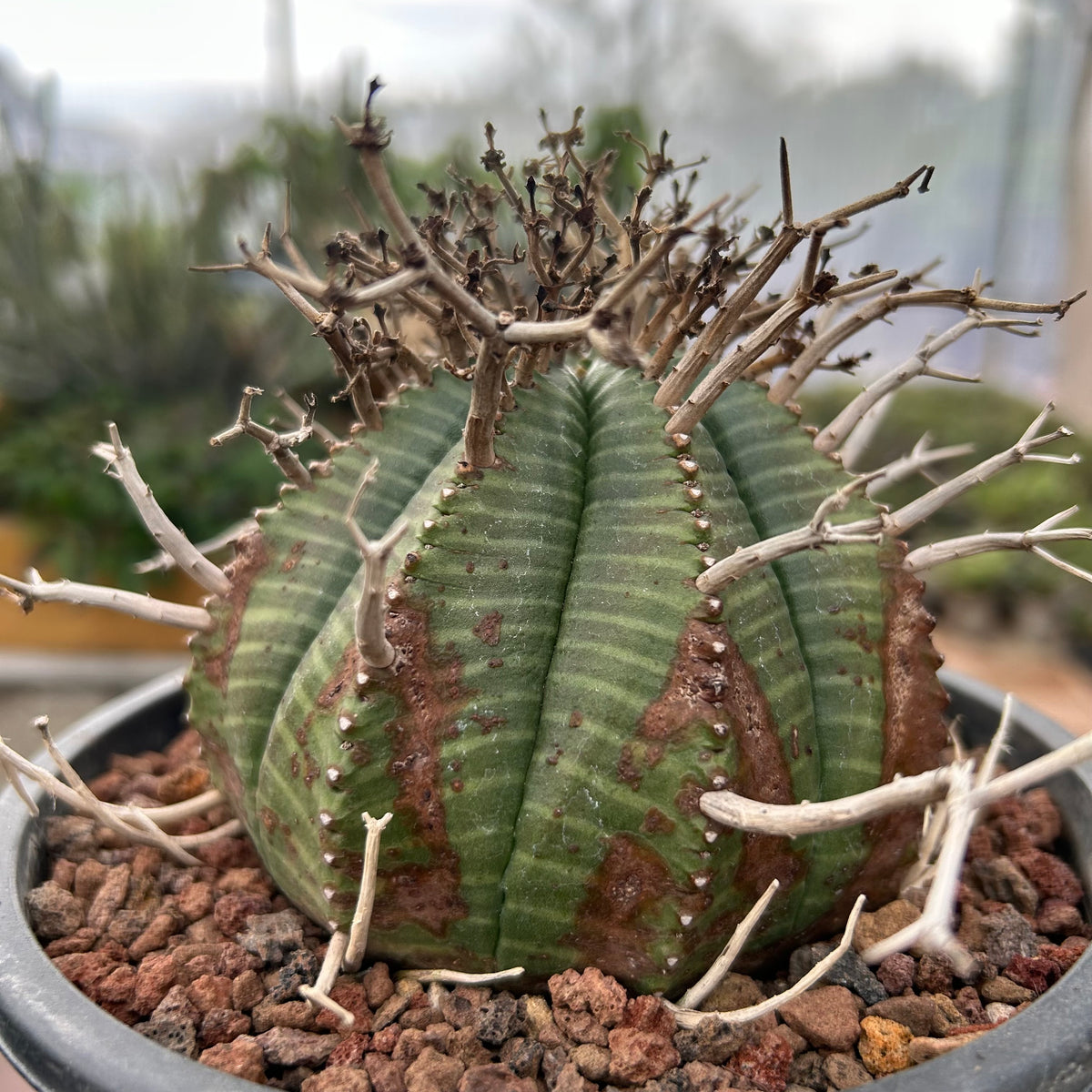Euphorbia valida-Euphorbia-W4-5CM&W6-7CM-image-2