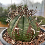 Euphorbia valida-Euphorbia-W4-5CM&W6-7CM-image-3