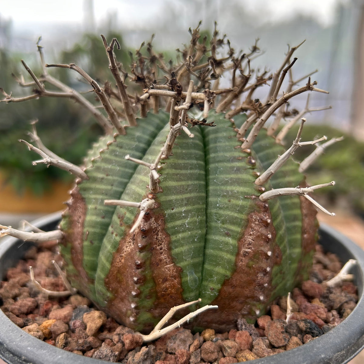 Euphorbia valida-Euphorbia-W4-5CM&W6-7CM-image-4