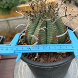 Euphorbia valida-Euphorbia-W4-5CM&W6-7CM-image-5