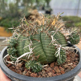 Euphorbia valida-Euphorbia-W4-5CM&W6-7CM-image-7