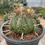 Euphorbia valida-Euphorbia-W4-5CM&W6-7CM-image-9