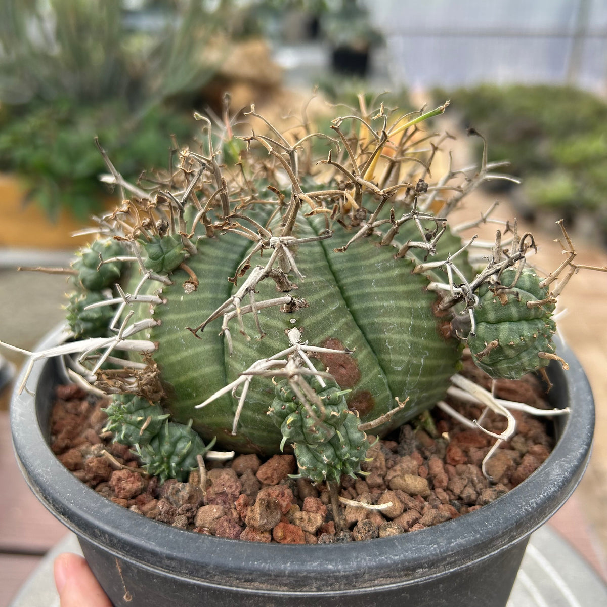 Euphorbia valida-Euphorbia-W4-5CM&W6-7CM-image-10