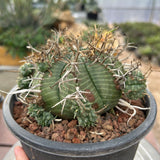 Euphorbia valida-Euphorbia-W4-5CM&W6-7CM-image-10