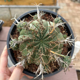 Euphorbia valida-Euphorbia-W4-5CM&W6-7CM-image-8