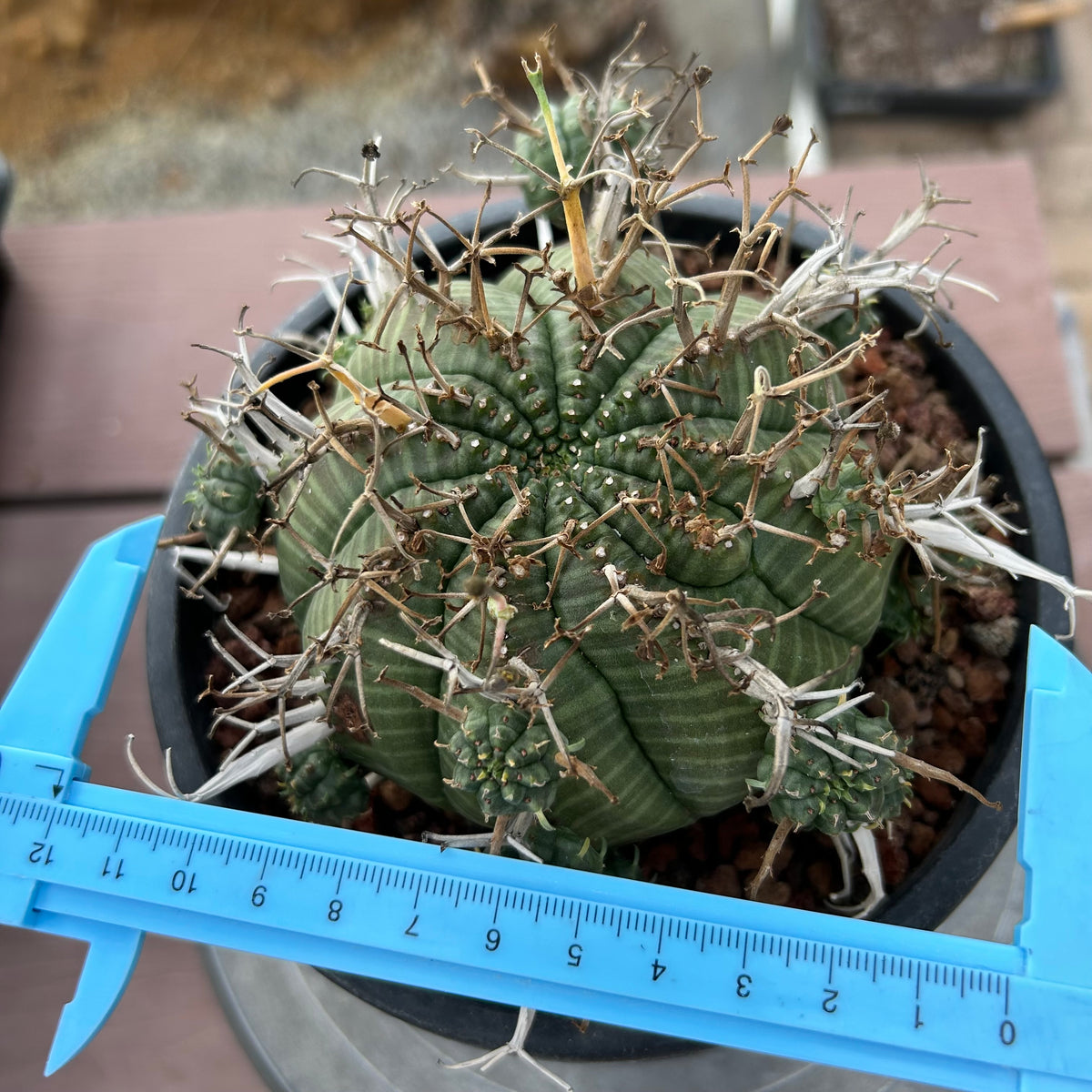 Euphorbia valida-Euphorbia-W4-5CM&W6-7CM-image-12