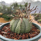 Euphorbia valida-Euphorbia-W4-5CM&W6-7CM-image-17