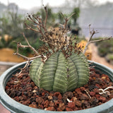 Euphorbia valida-Euphorbia-W4-5CM&W6-7CM-image-11