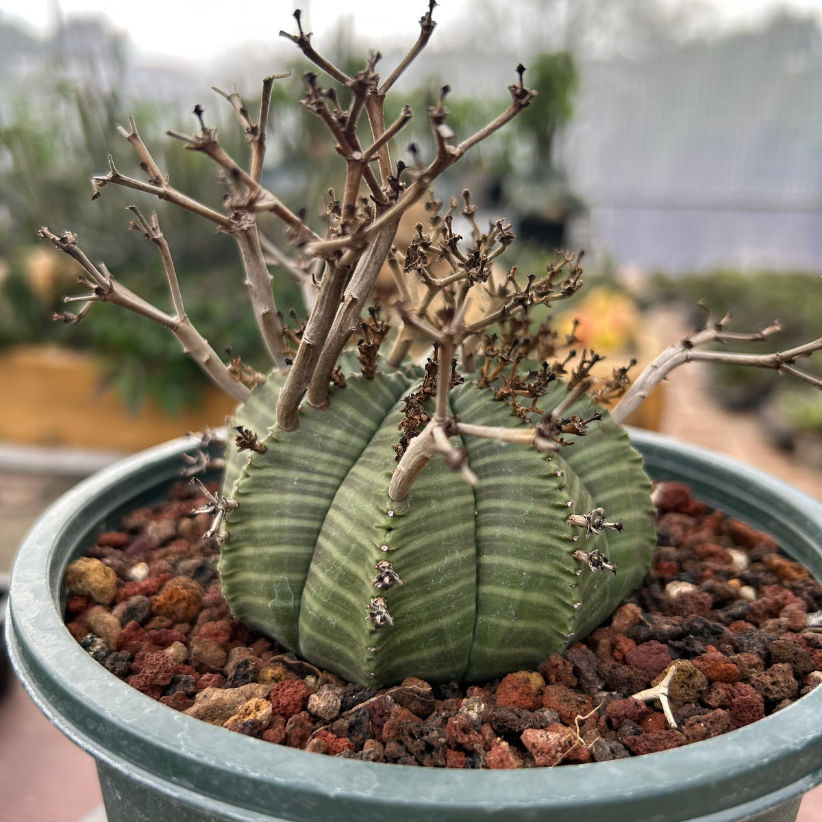 Euphorbia valida-Euphorbia-W4-5CM&W6-7CM-image-14