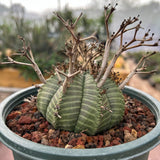 Euphorbia valida-Euphorbia-W4-5CM&W6-7CM-image-16