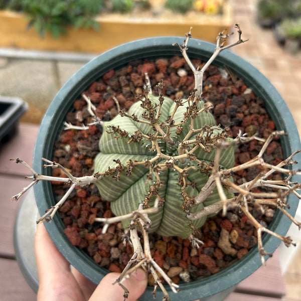 Euphorbia valida-Euphorbia-W4-5CM&W6-7CM-image-15