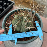 Euphorbia valida-Euphorbia-W4-5CM&W6-7CM-image-18