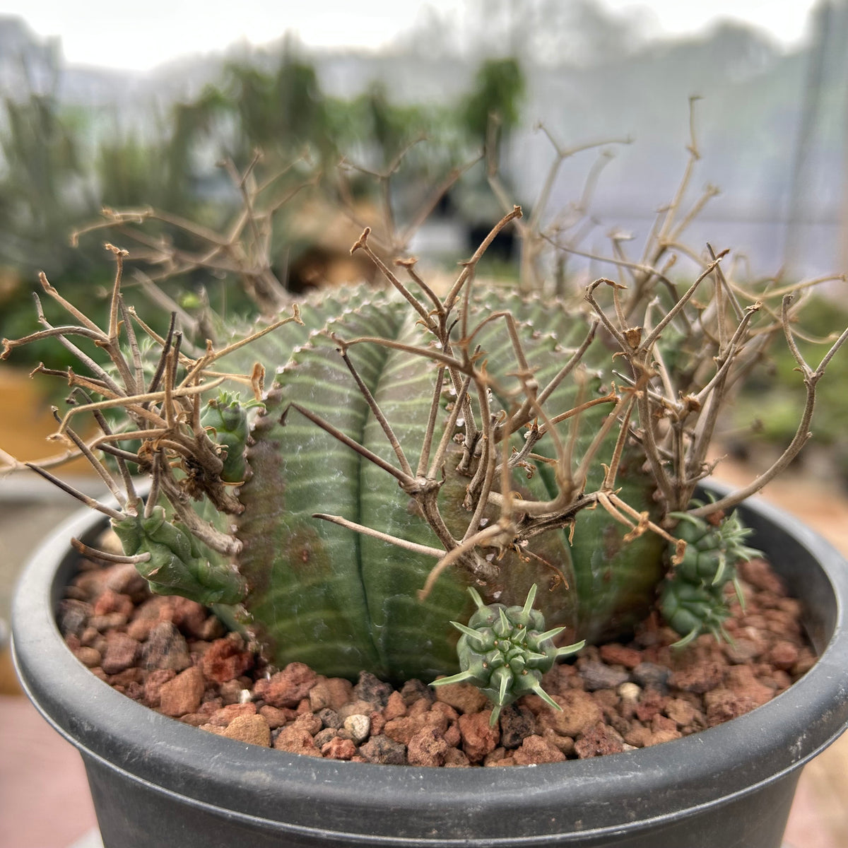 Euphorbia valida-Euphorbia-W4-5CM&W6-7CM-image-22