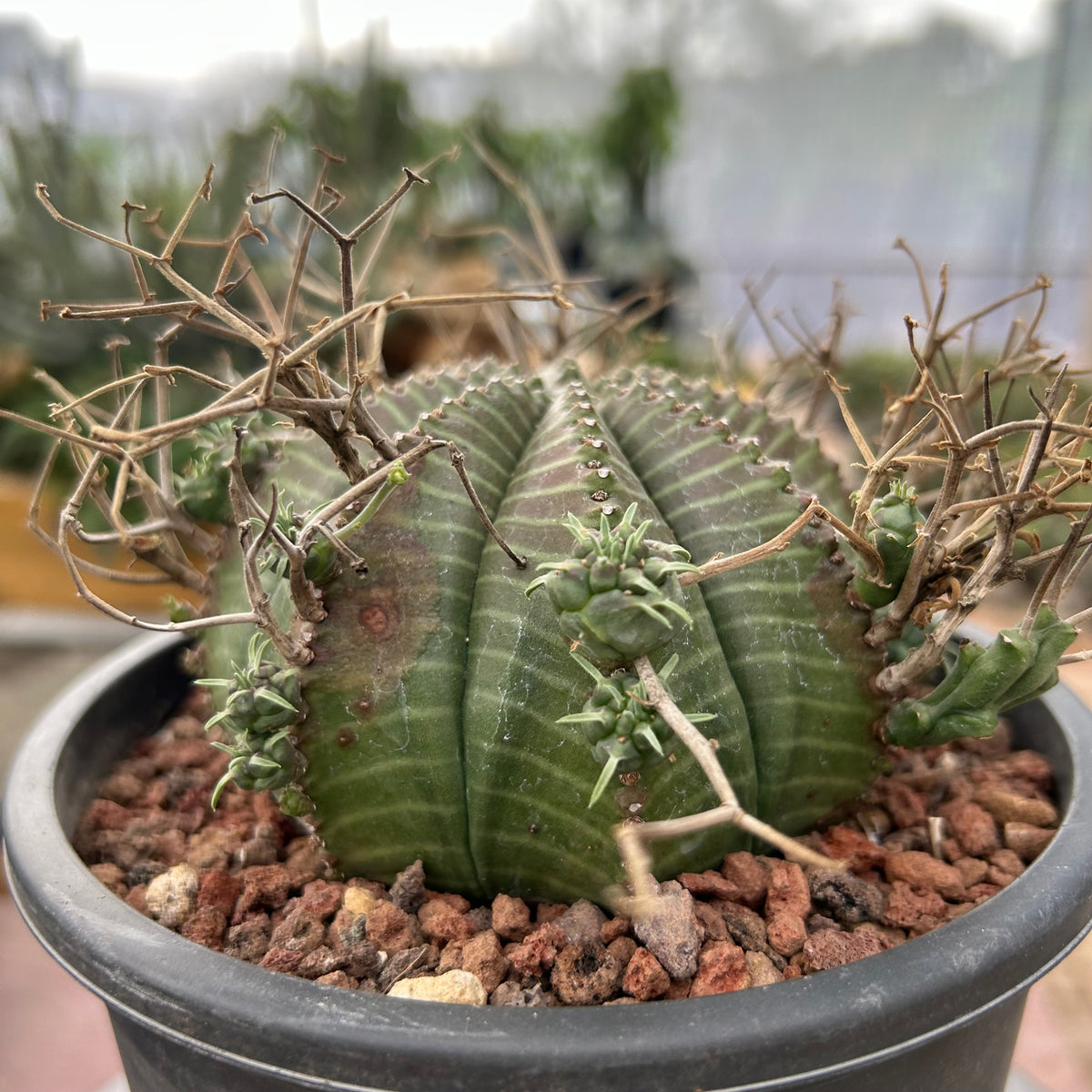 Euphorbia valida-Euphorbia-W4-5CM&W6-7CM-image-24