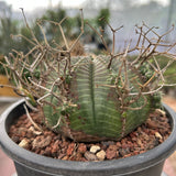 Euphorbia valida-Euphorbia-W4-5CM&W6-7CM-image-25