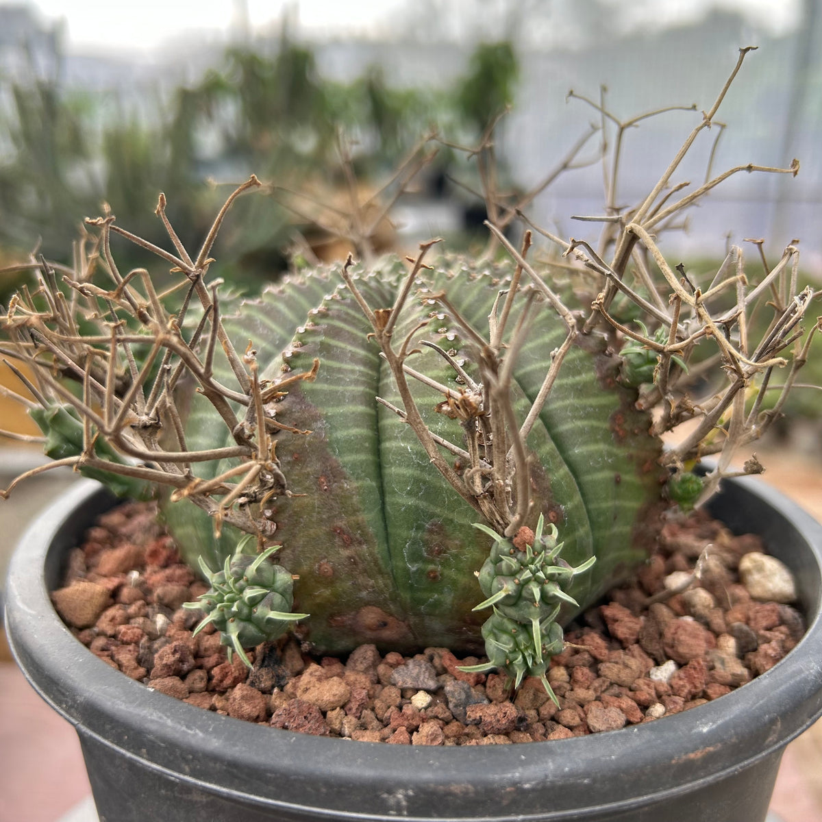 Euphorbia valida-Euphorbia-W4-5CM&W6-7CM-image-19