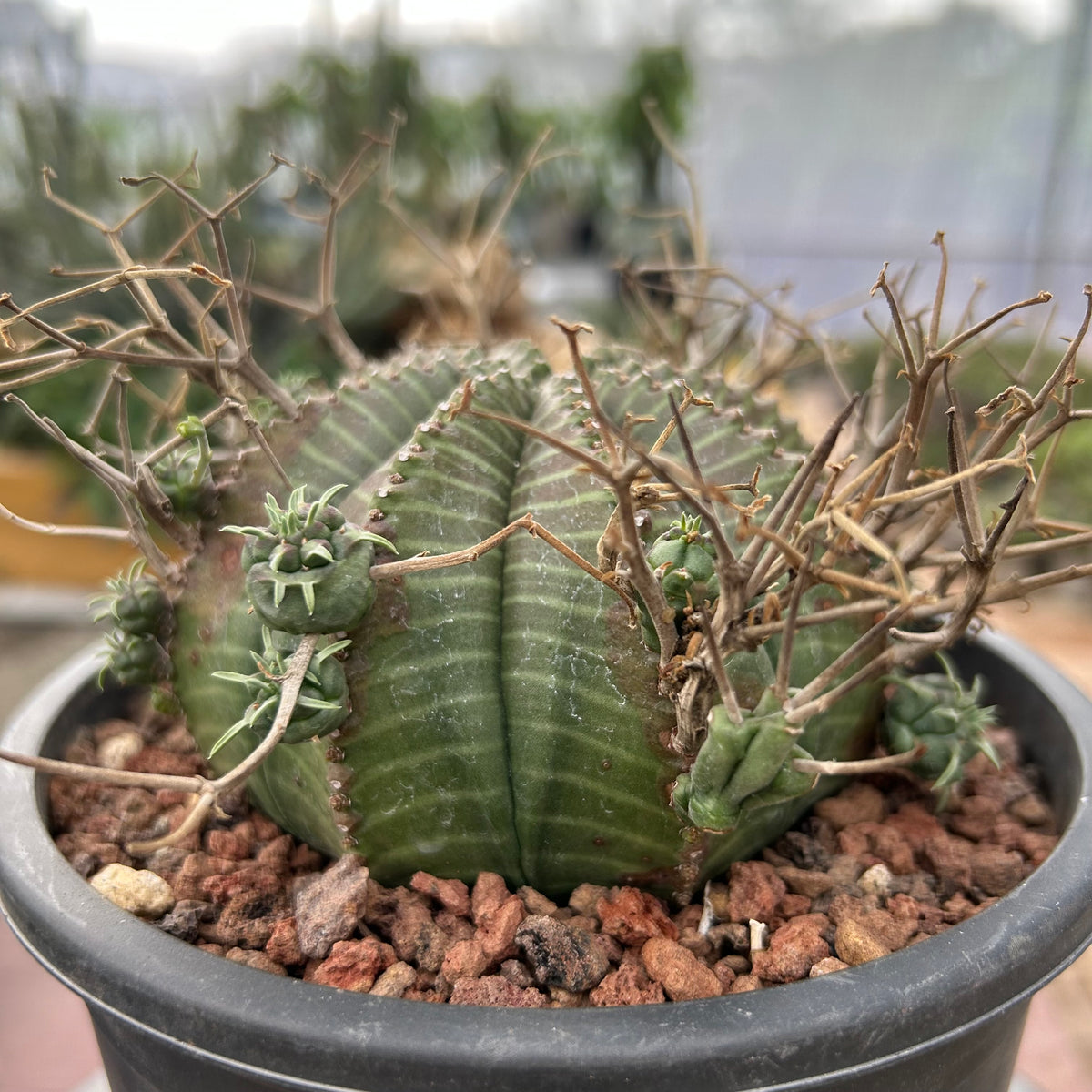 Euphorbia valida-Euphorbia-W4-5CM&W6-7CM-image-21