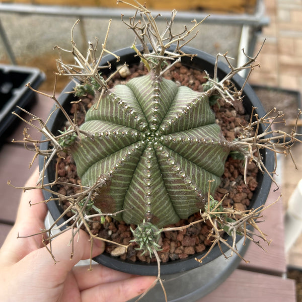 Euphorbia valida-Euphorbia-W4-5CM&W6-7CM-image-23