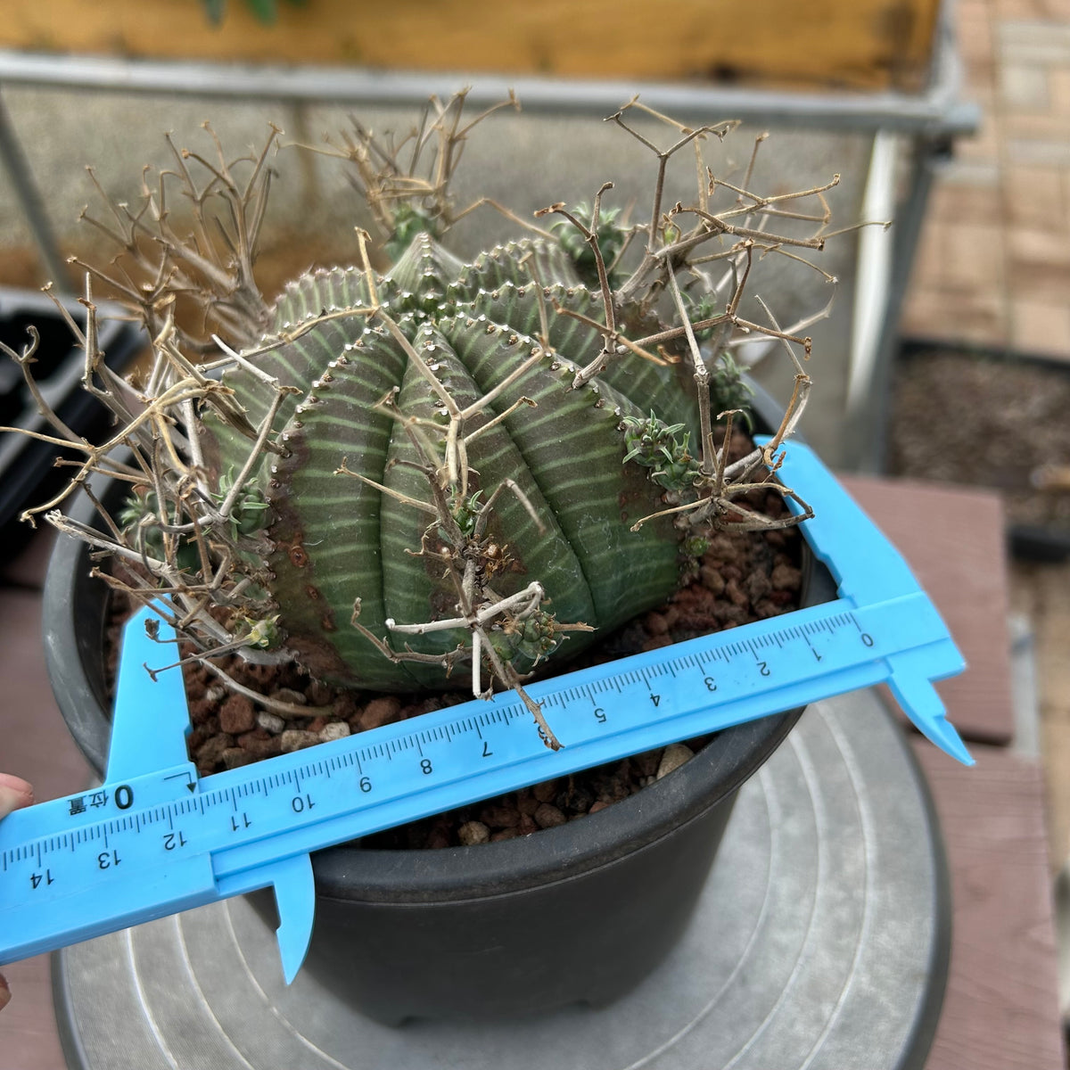 Euphorbia valida-Euphorbia-W4-5CM&W6-7CM-image-26