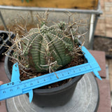 Euphorbia valida-Euphorbia-W4-5CM&W6-7CM-image-26