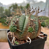 Euphorbia valida-Euphorbia-W4-5CM&W6-7CM-image-29