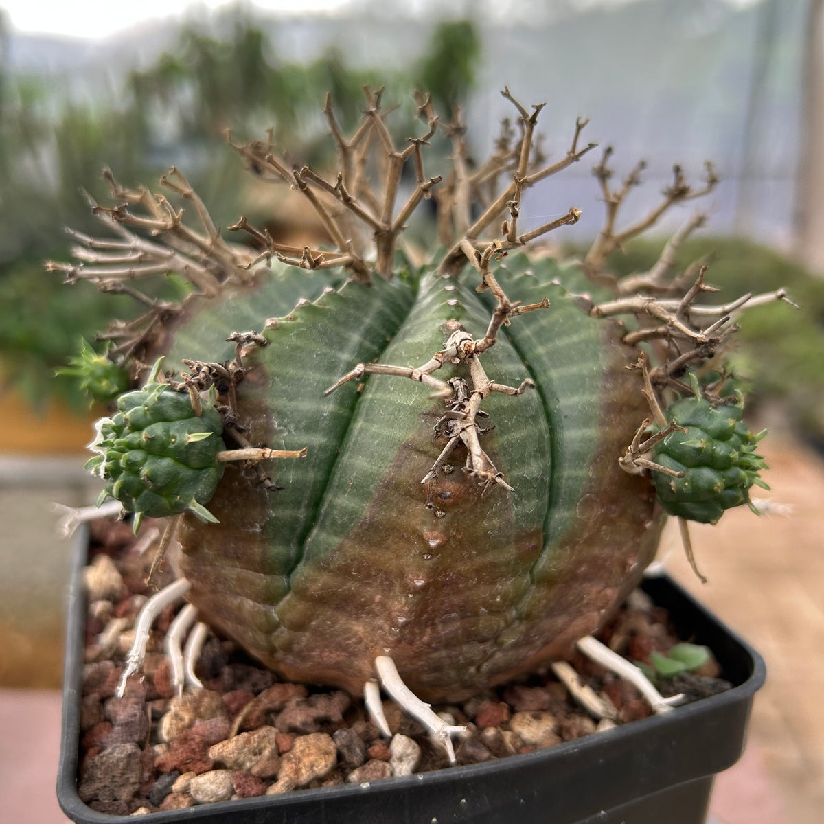 Euphorbia valida-Euphorbia-W4-5CM&W6-7CM-image-30