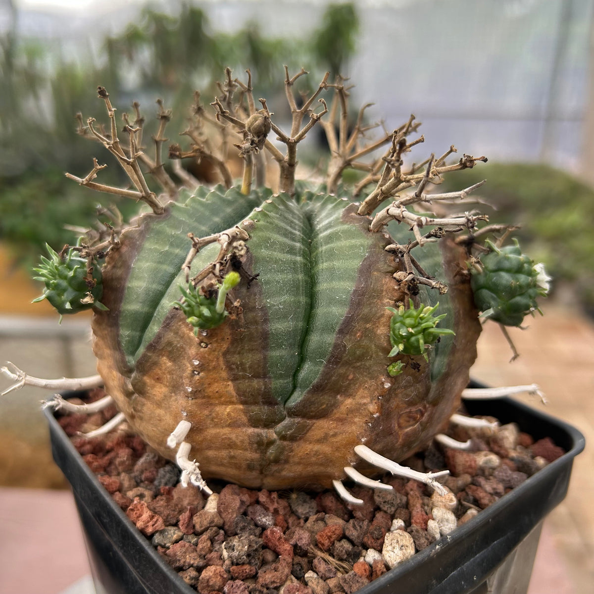 Euphorbia valida-Euphorbia-W4-5CM&W6-7CM-image-31