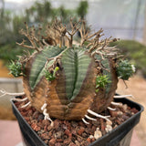 Euphorbia valida-Euphorbia-W4-5CM&W6-7CM-image-31
