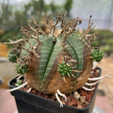 Euphorbia valida-Euphorbia-W4-5CM&W6-7CM-image-32