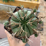 Euphorbia valida-Euphorbia-W4-5CM&W6-7CM-image-28