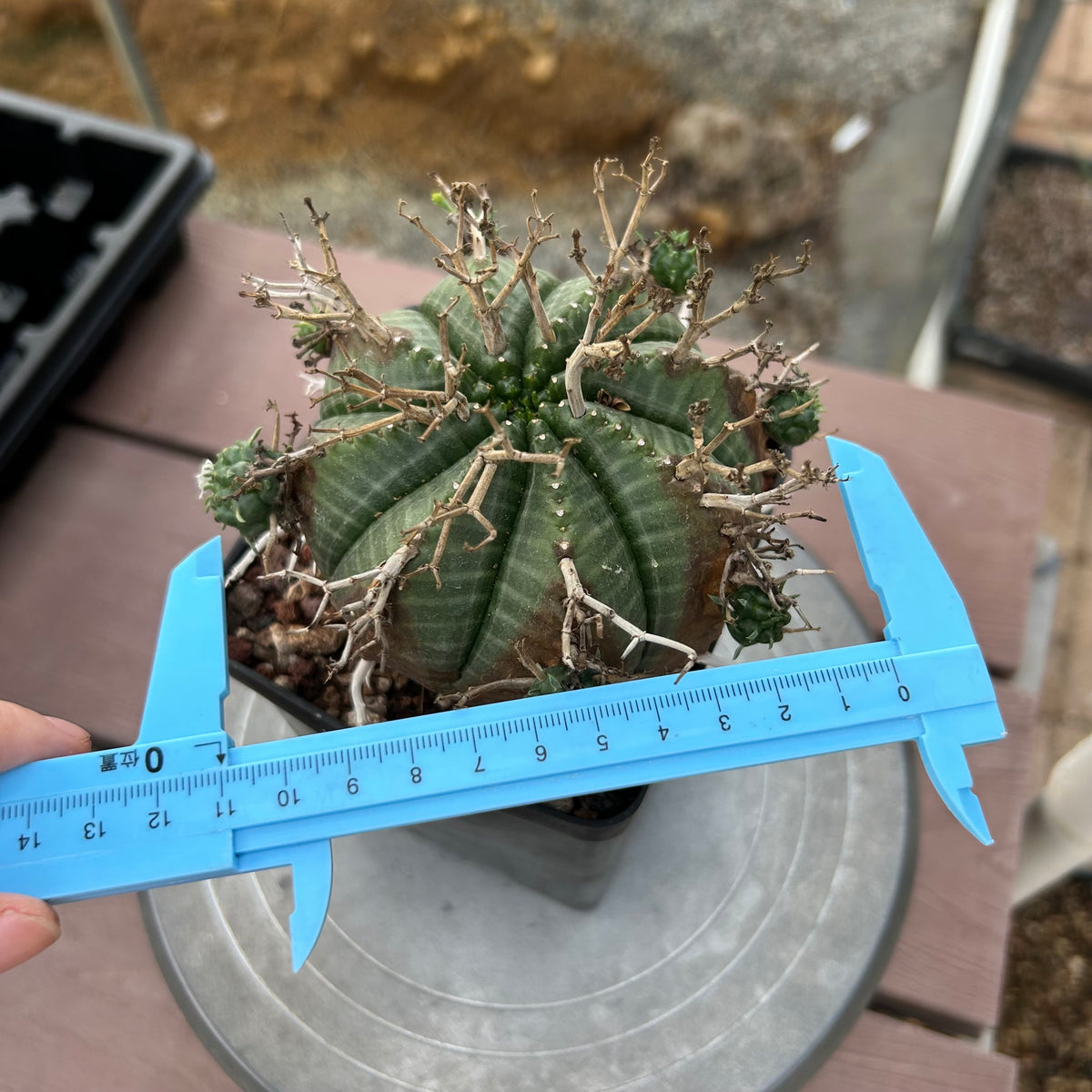 Euphorbia valida-Euphorbia-W4-5CM&W6-7CM-image-33