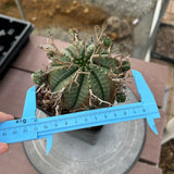 Euphorbia valida-Euphorbia-W4-5CM&W6-7CM-image-33