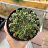 Euphorbia suppressa x Euphorbia brevirama-Euphorbia-image-1
