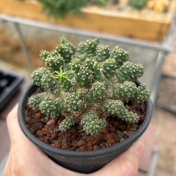 Euphorbia suppressa x Euphorbia brevirama — plant photograph 2