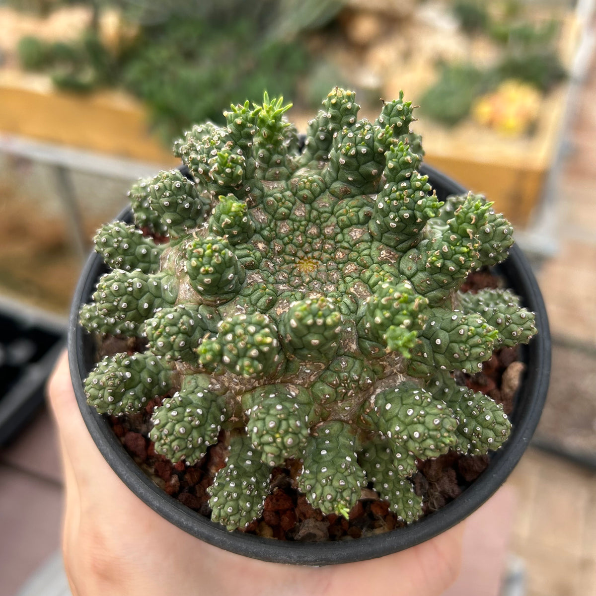Euphorbia suppressa x Euphorbia brevirama-Euphorbia-image-3