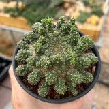 Euphorbia suppressa x Euphorbia brevirama-Euphorbia-image-3
