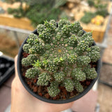 Euphorbia suppressa x Euphorbia brevirama-Euphorbia-image-4
