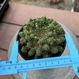 Euphorbia suppressa x Euphorbia brevirama-Euphorbia-image-5